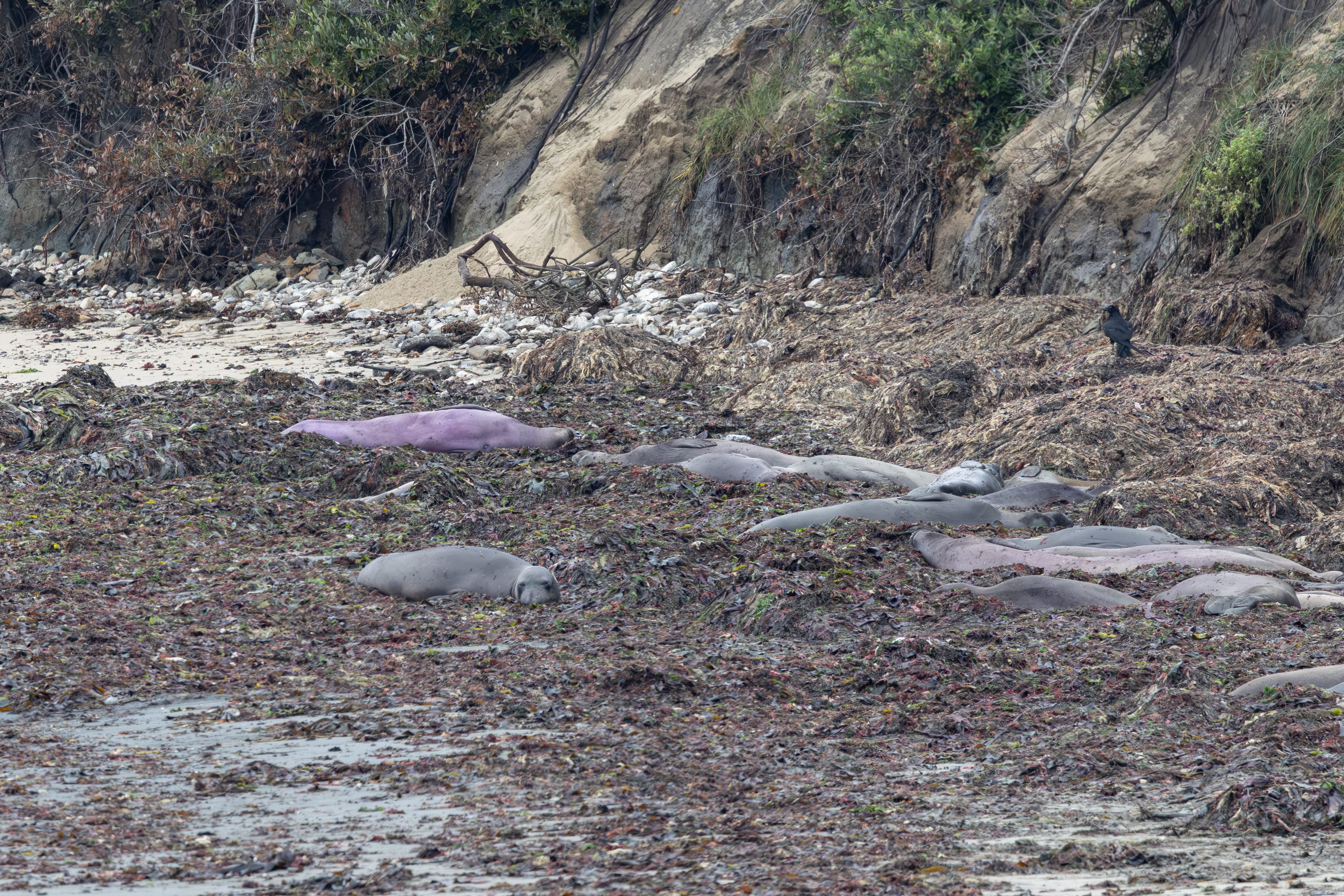 A group of northern elephant seals lie on the beach, the furthest one from the camera is purple not grey like the others.